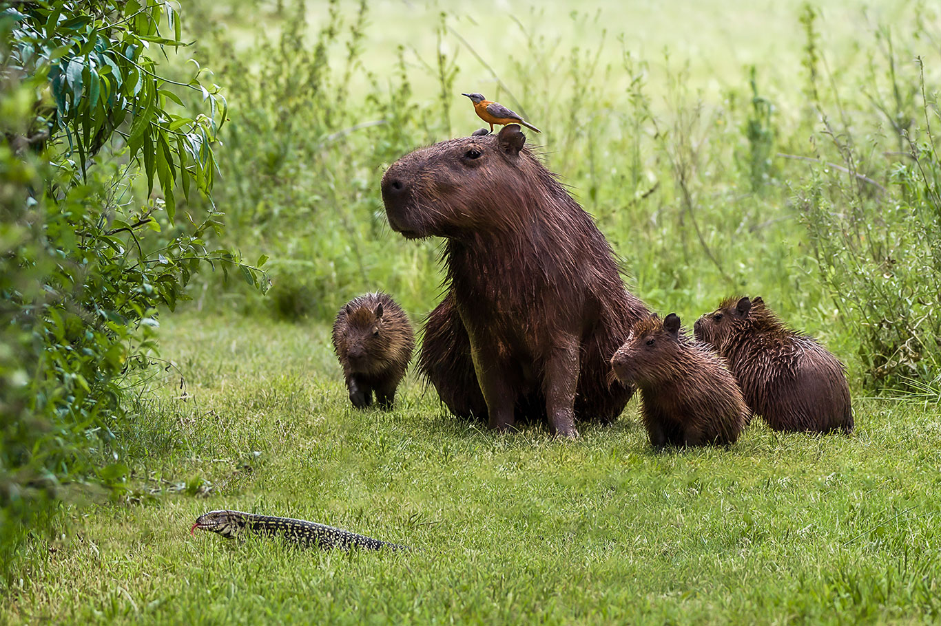Capybara family Capybara family