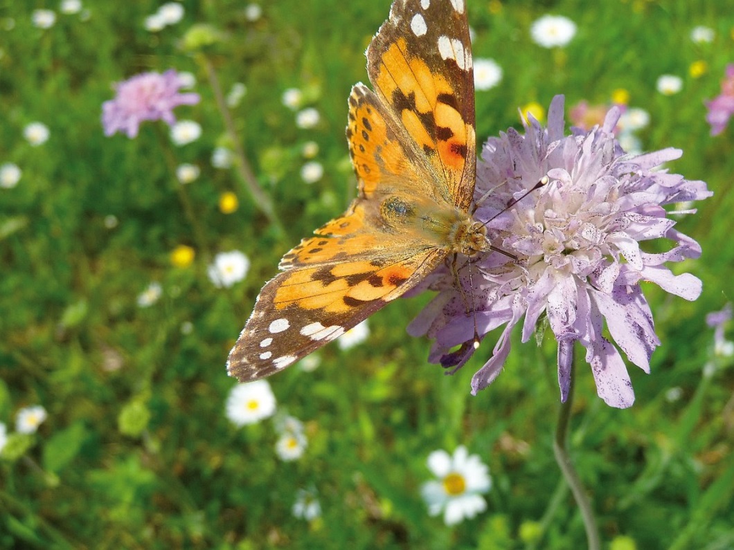 Butterfly on a flower Butterfly on a flower