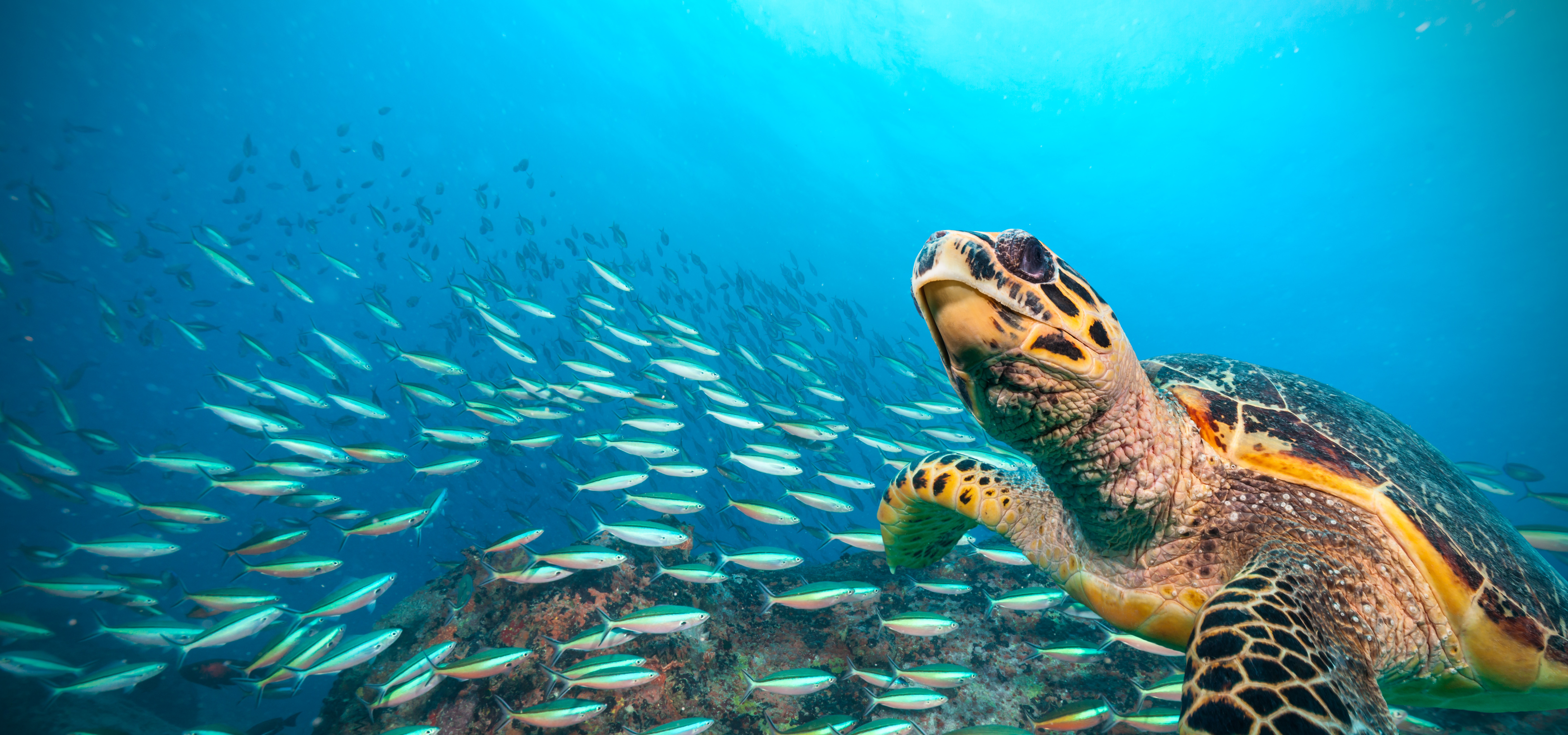 Hawksbill Sea Turtle flowing in Indian ocean Hawksbill Sea Turtle flowing in Indian ocean