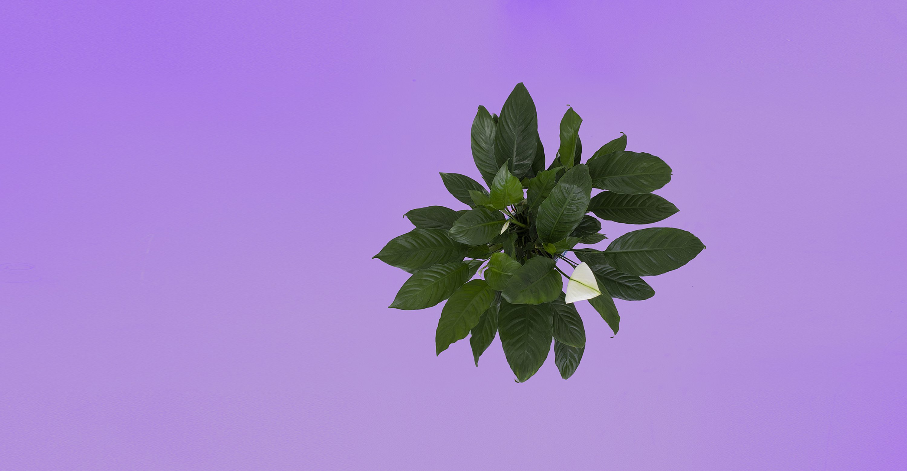 Pollice verde - Piante_HEADER_GEO Pollice verde - Piante_HEADER_GEO