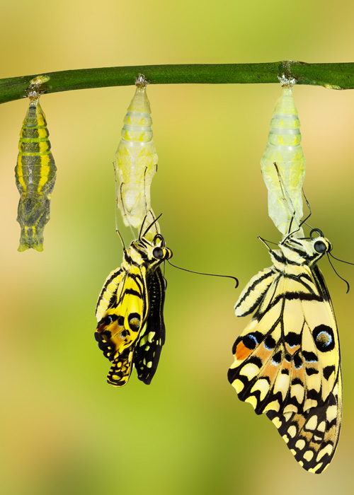 Transformation-of-Lime-Butterfly-papilio-demoleus-Shutterstock---Solvay-500x700