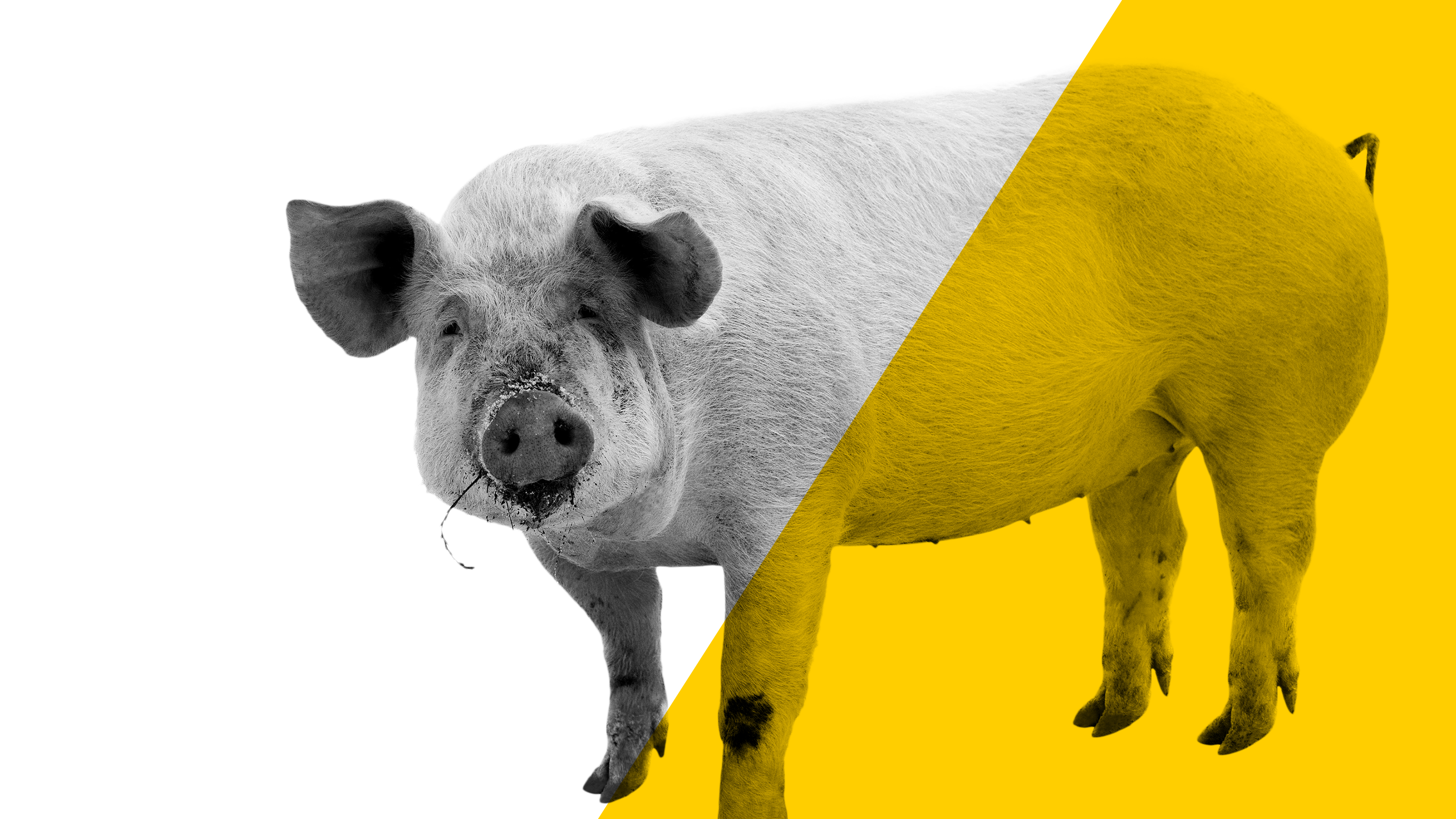 BicarZ acidosis pigs BicarZ acidosis pigs