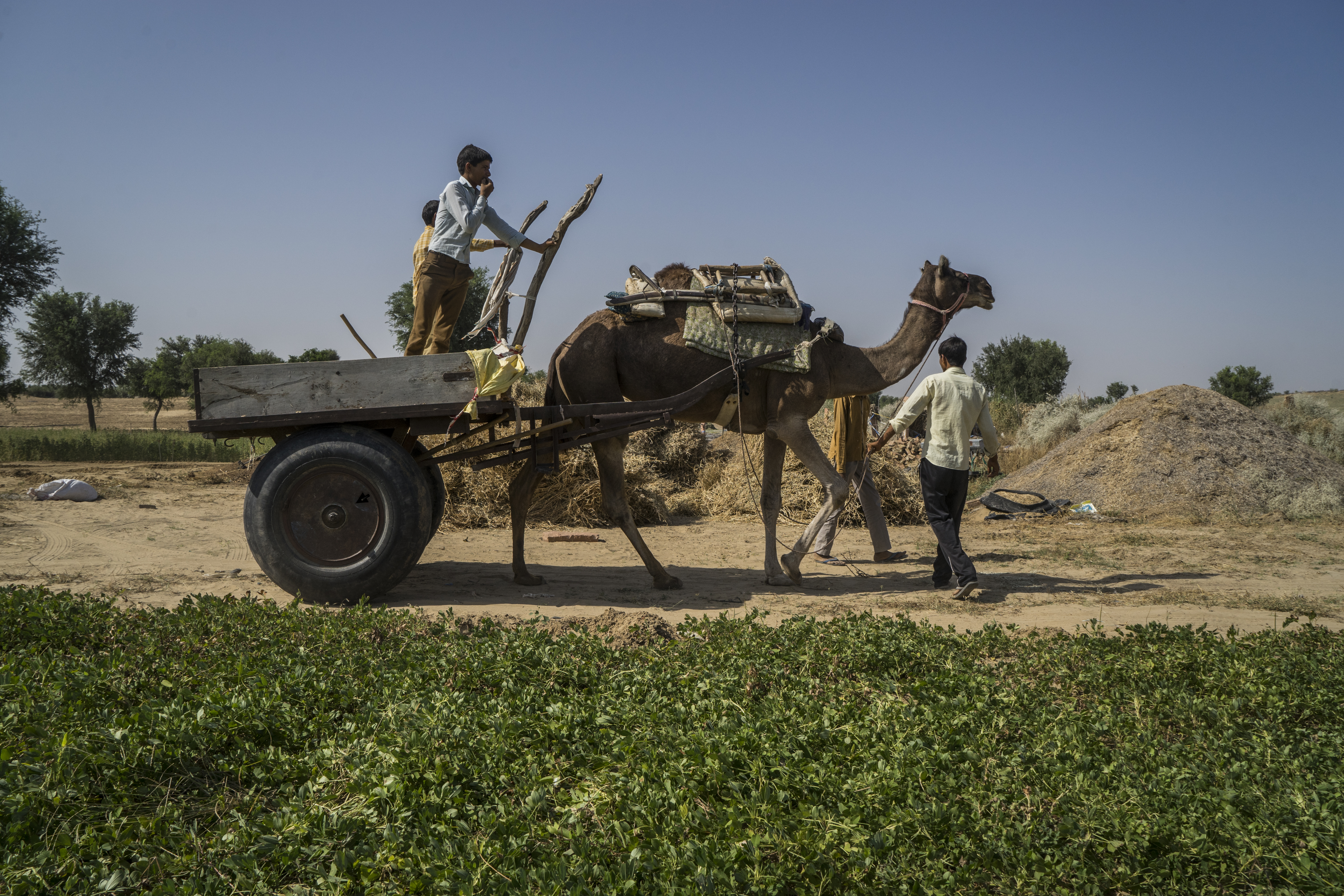 Sustainable Guar Initiative - Social impact on farmers Sustainable Guar Initiative - Social impact on farmers