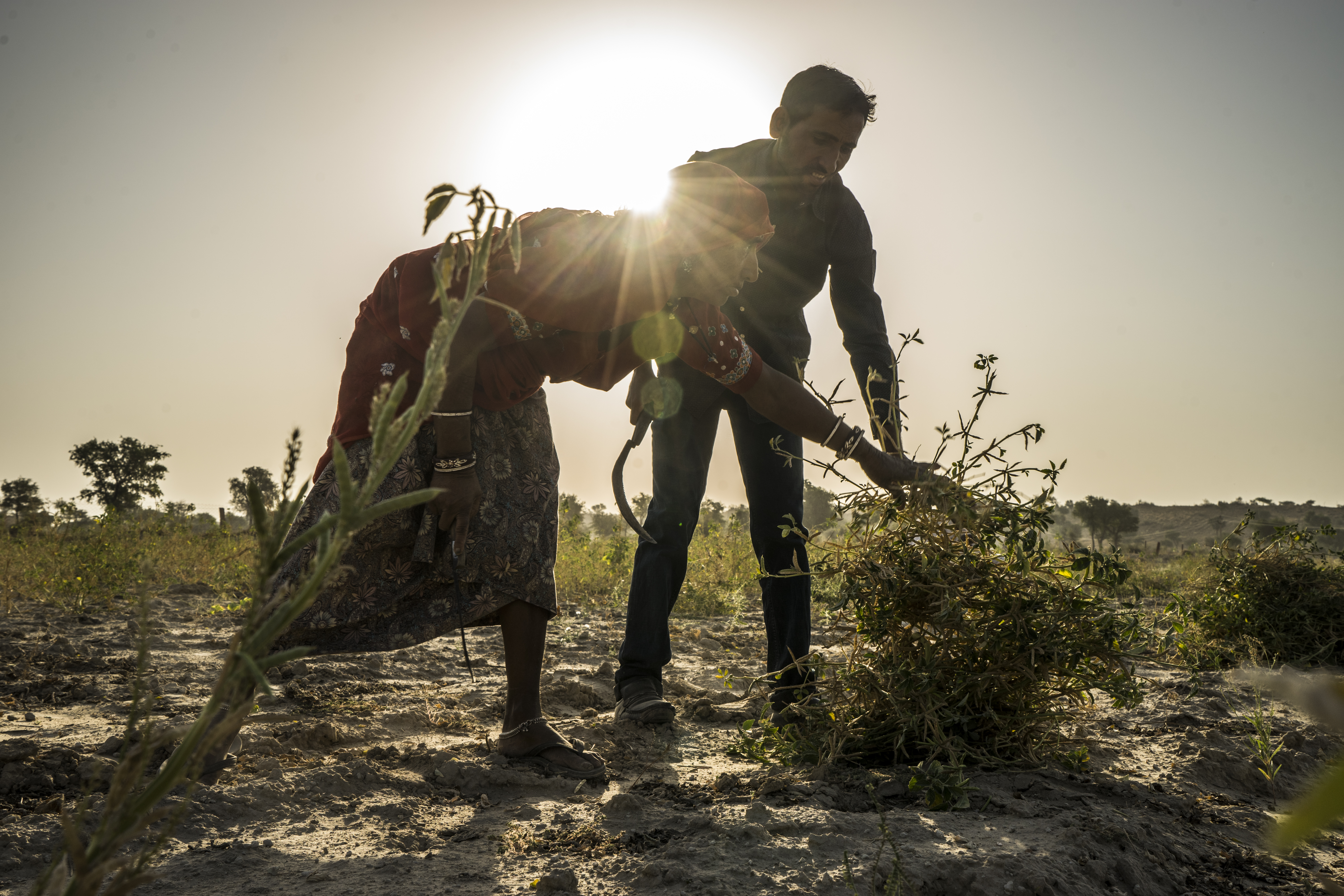 Sustainable Guar Initiative - Climate challenges Sustainable Guar Initiative - Climate challenges