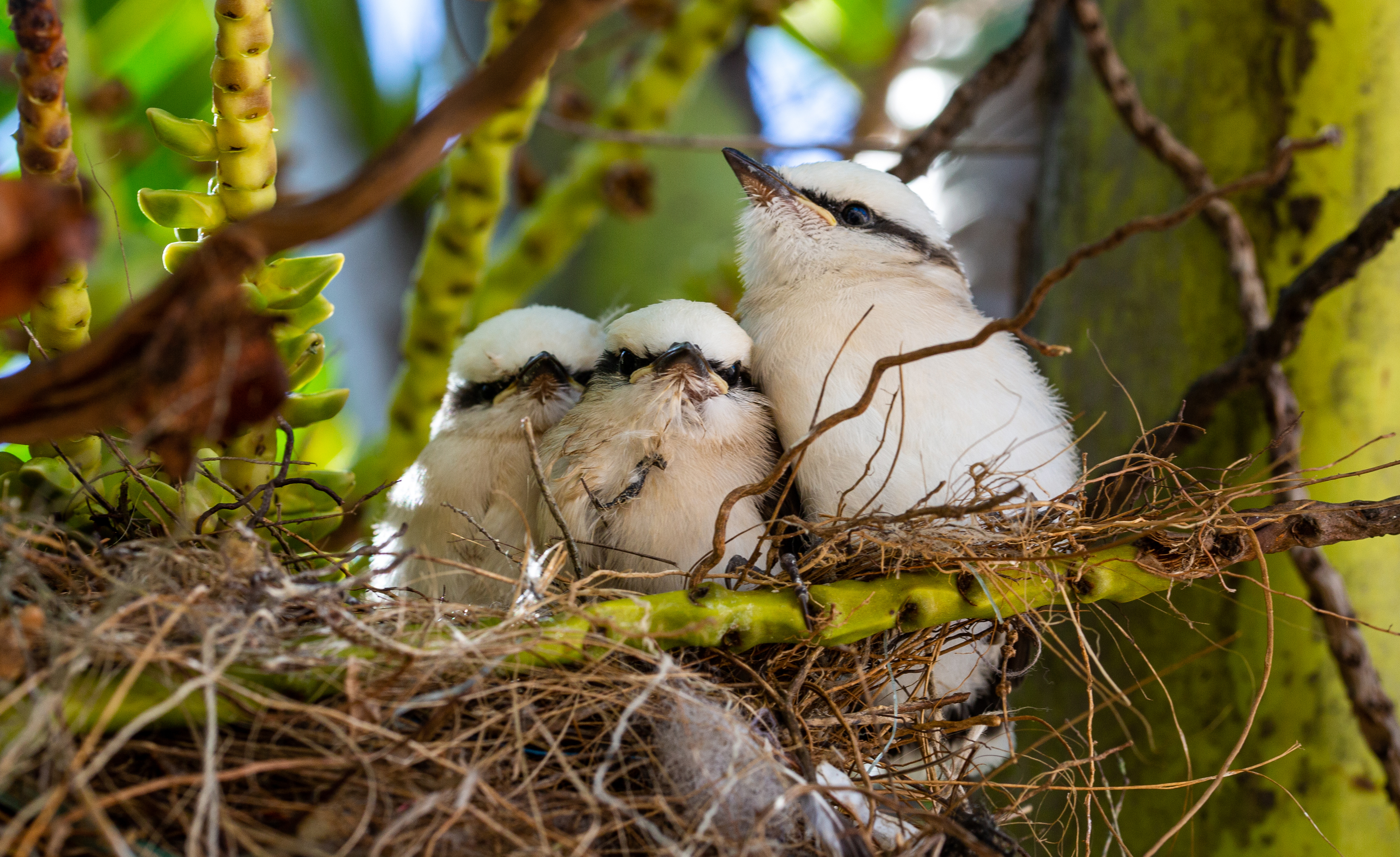 Nest with baby chicks Masked washerwoman or bride Nest with baby chicks Masked washerwoman or bride