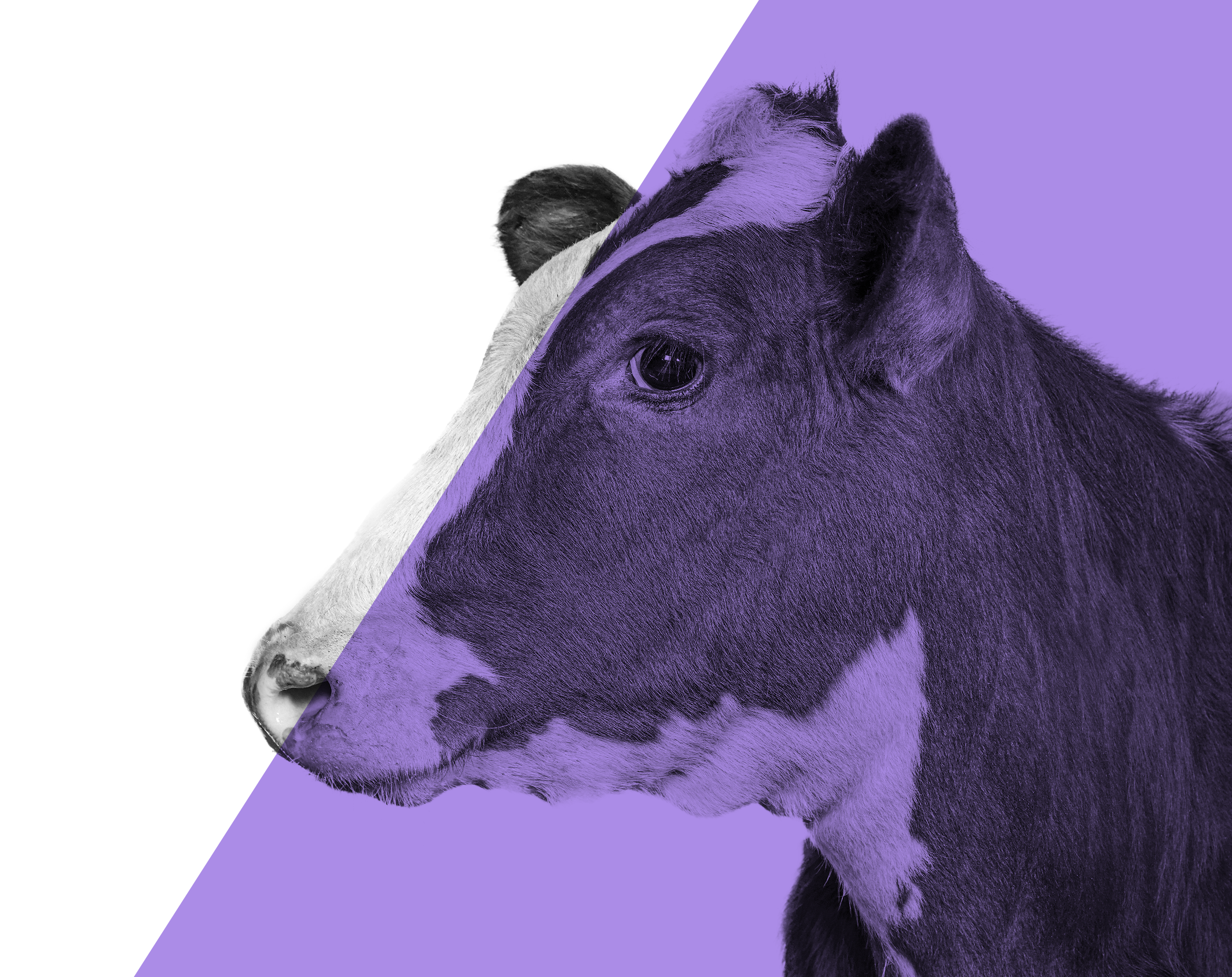 webinar Dietas altas en almidón ventajas y riesgos de su uso en vacas lecheras webinar Dietas altas en almidón ventajas y riesgos de su uso en vacas lecheras