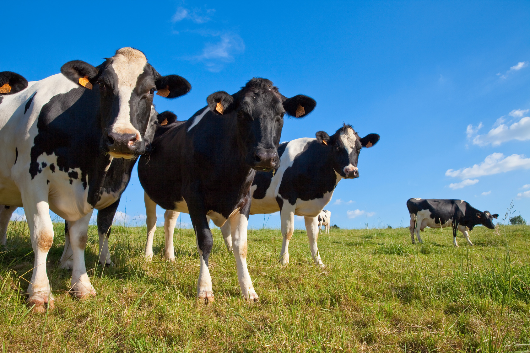 20160630-cow-heat-stress 20160630-cow-heat-stress