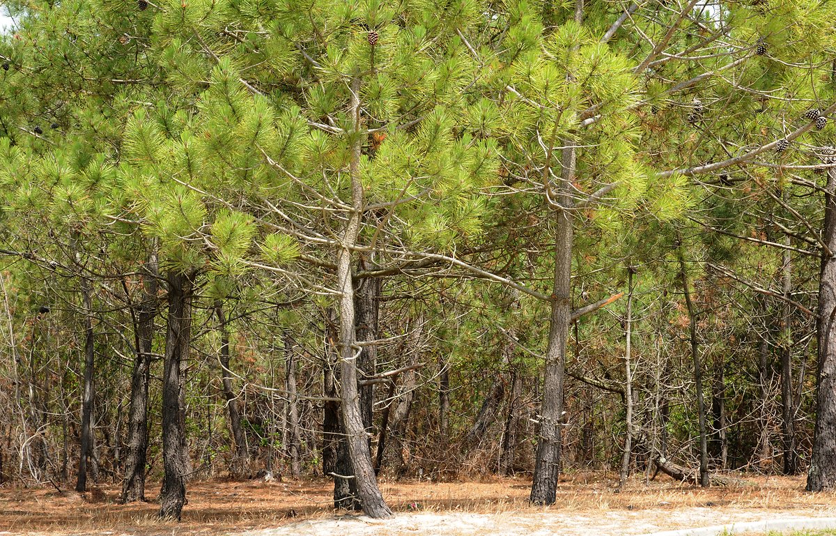 Maritime pine