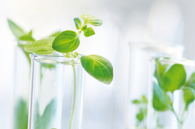 Young shoots in test tubes