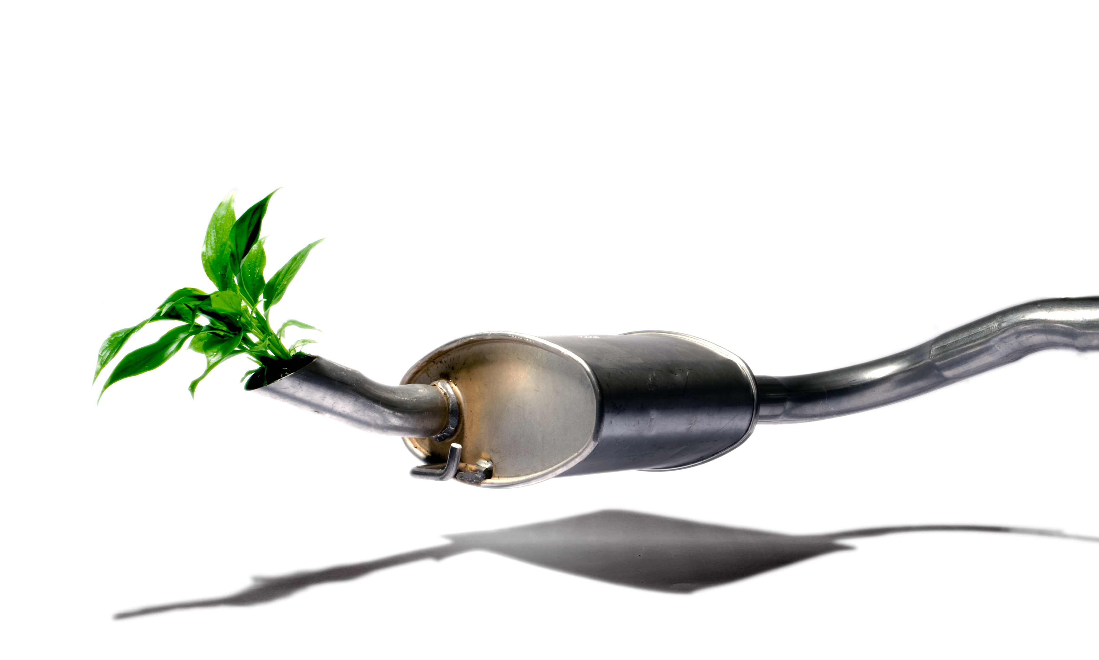 Green plant grows from an exhaust pipe Green plant grows from an exhaust pipe