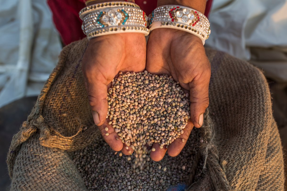 Guar farmer bags the guar beans