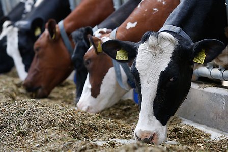 Feed-cows-milk farm