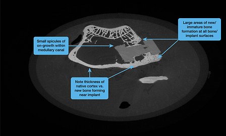 Difusion_MICRO-CT_km
