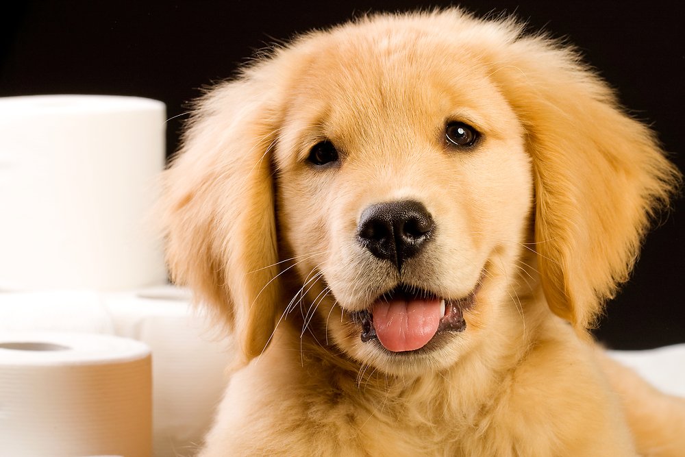 puppy
