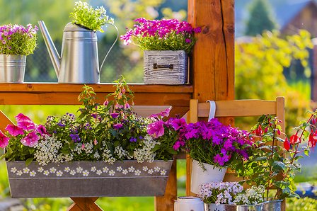 Flowers in the balcony