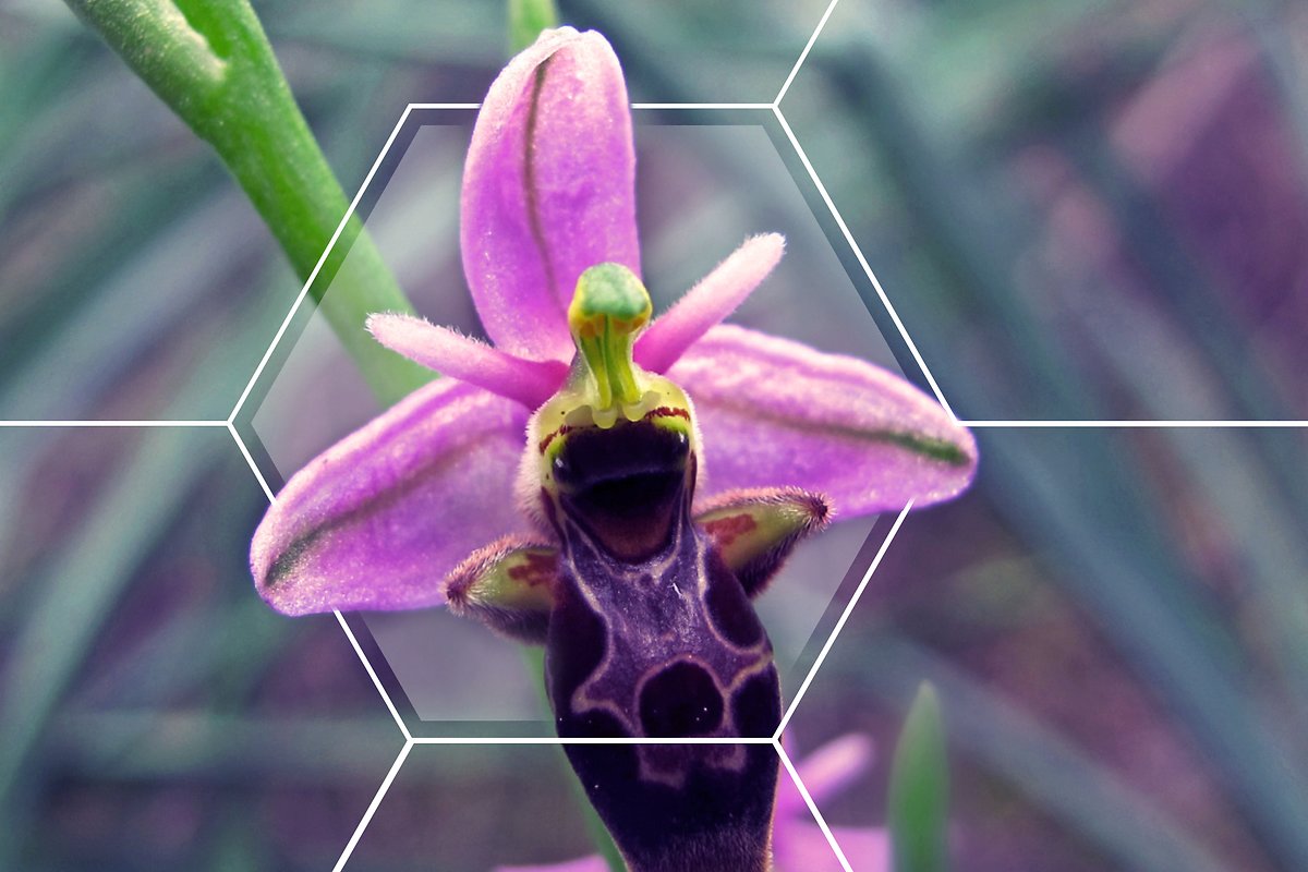 Biodiversity-HEADER-1920x1280