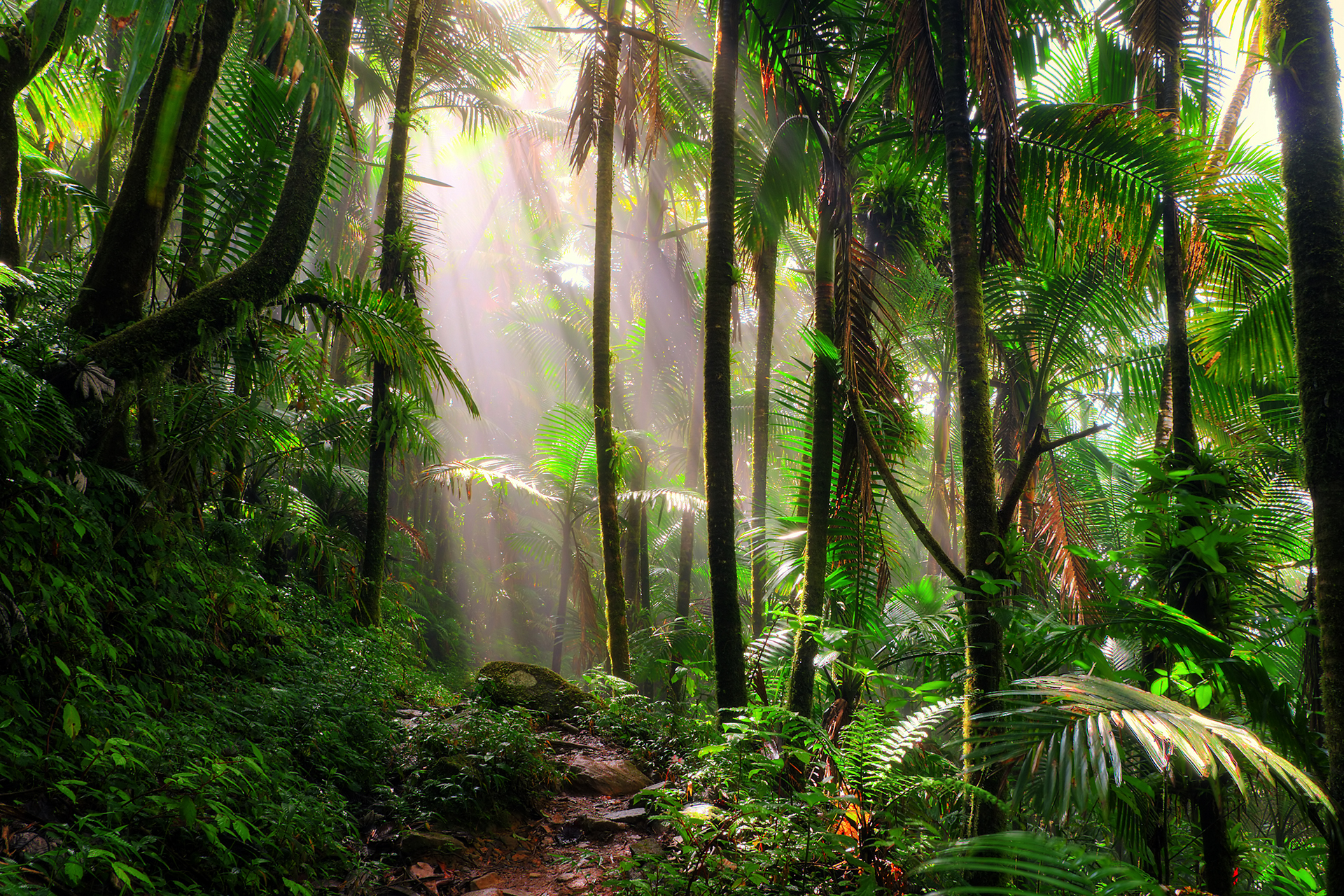 rainforest-in-brazil rainforest-in-brazil