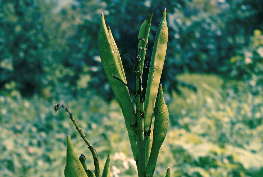 Cyamopsis tetragonolobus L, Guar vegetable Cyamopsis tetragonolobus L, Guar vegetable