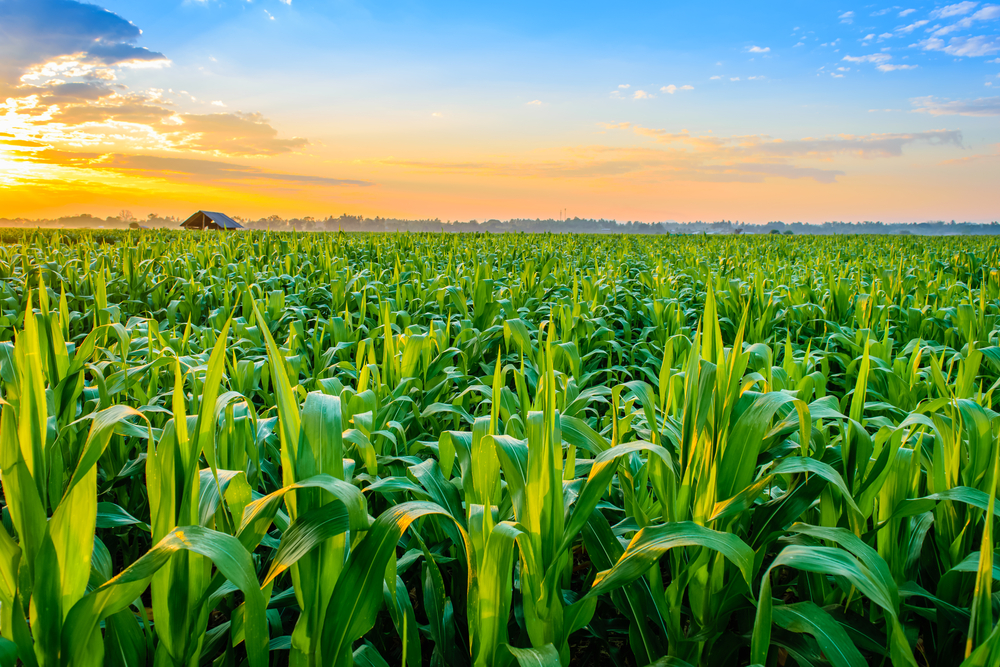 Beautiful morning sunrise over the corn field Beautiful morning sunrise over the corn field