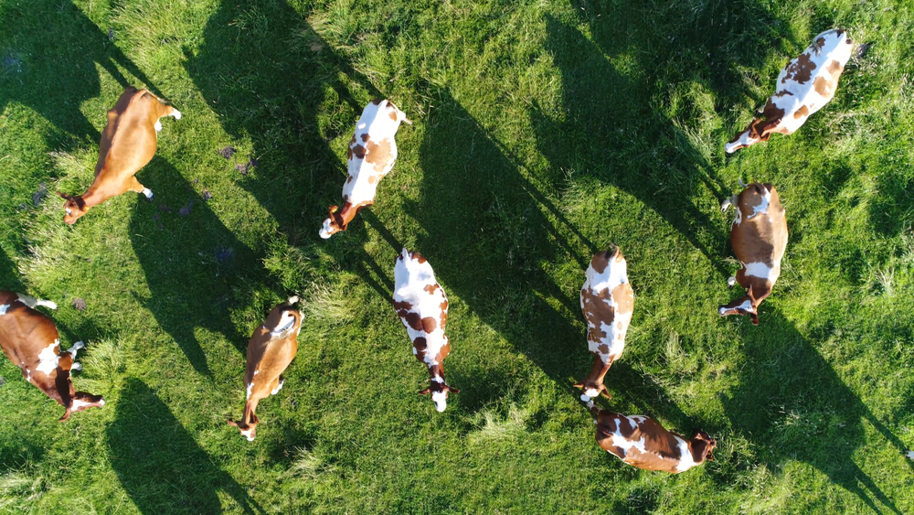 Aerial top-down photo of meadow Aerial top-down photo of meadow