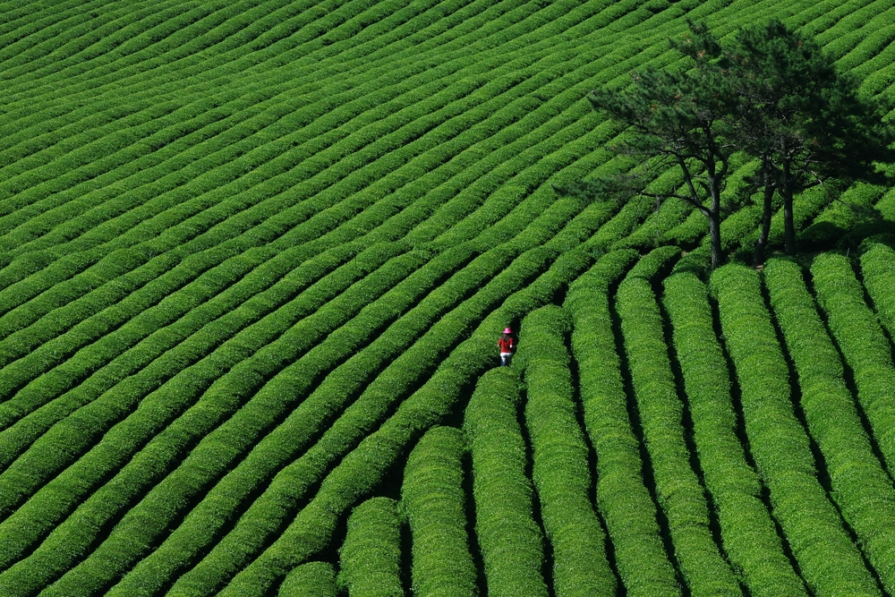 green-tea-crop green-tea-crop