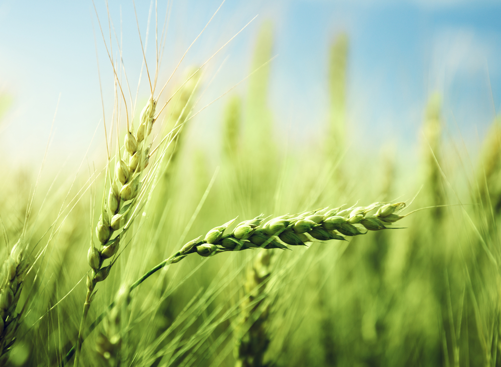 green-wheat-field green-wheat-field
