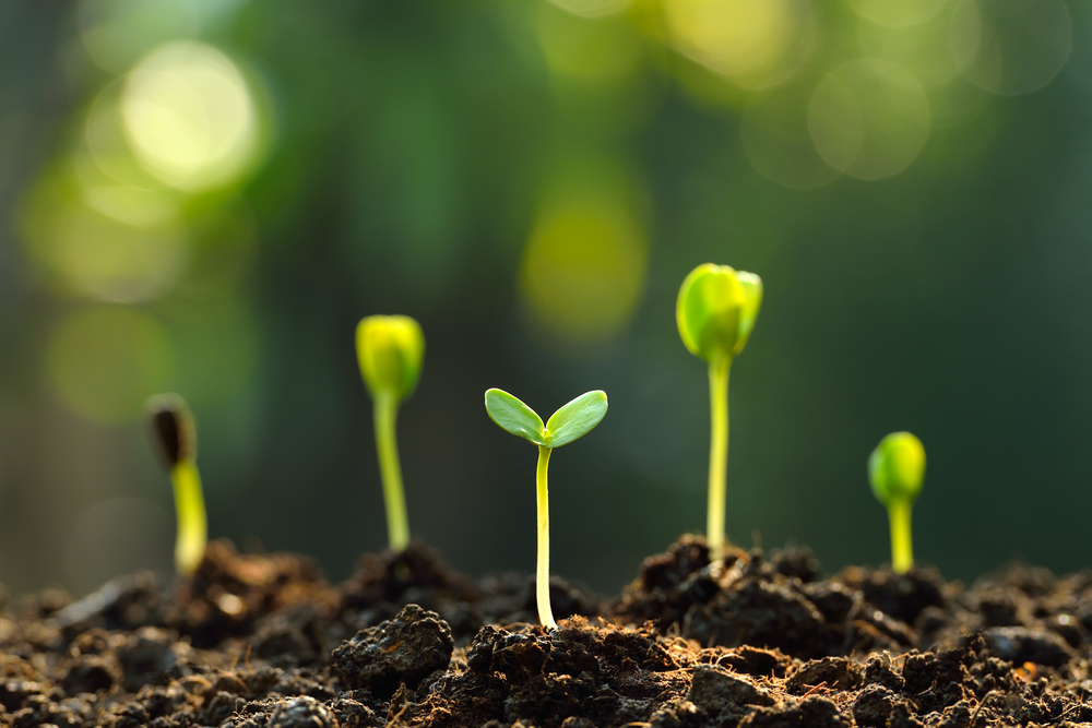 group-of-green-sprouts-growing-out-from-soil group-of-green-sprouts-growing-out-from-soil