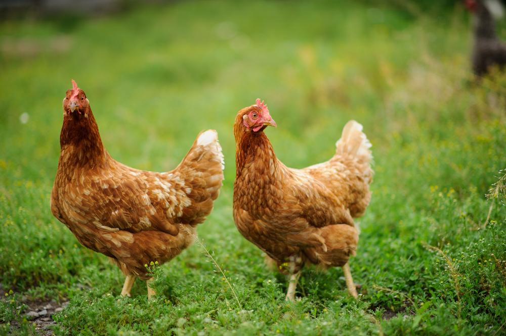 two-hens-on-the-green-grass two-hens-on-the-green-grass