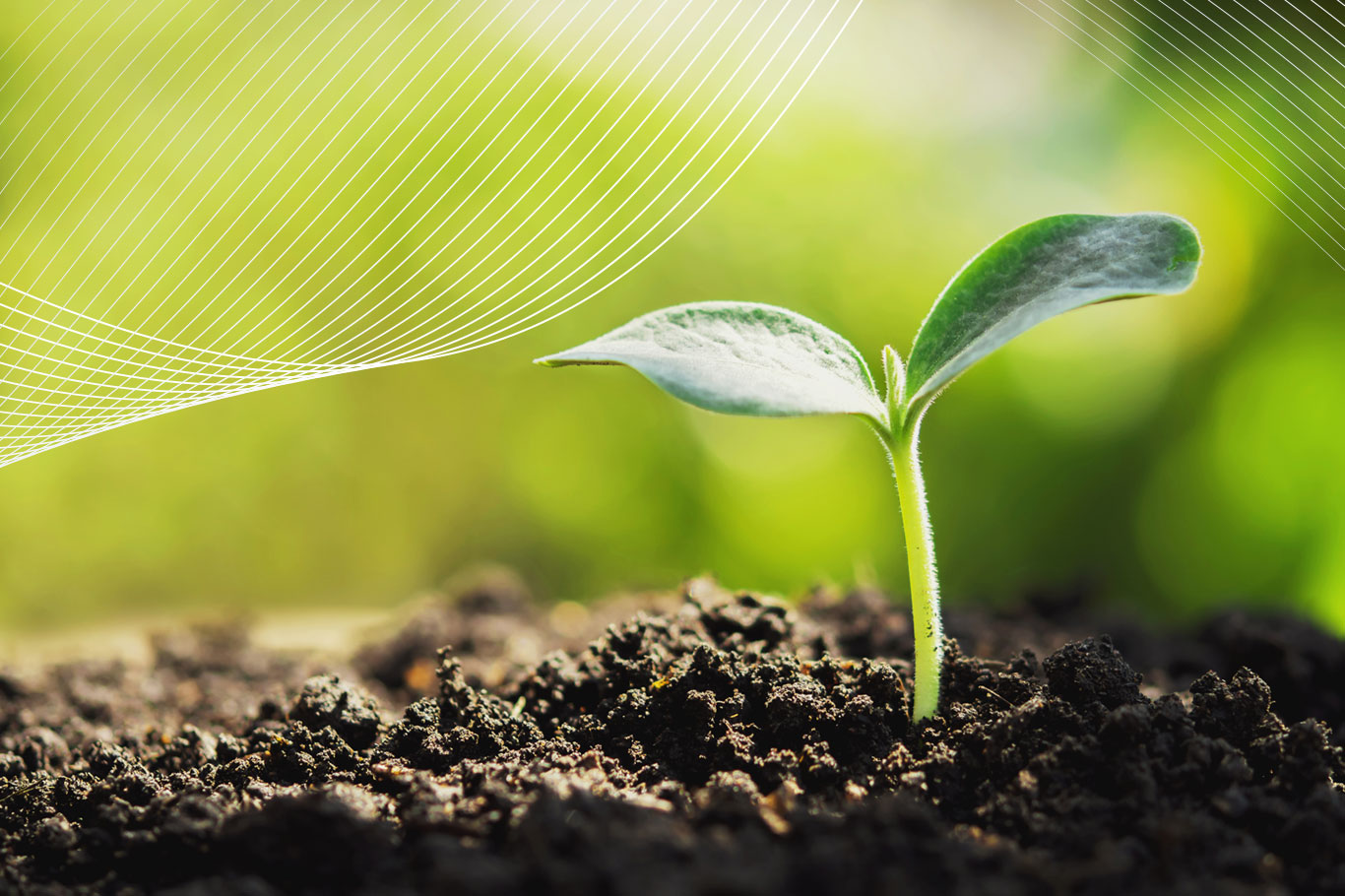 Seedling growing Seedling growing