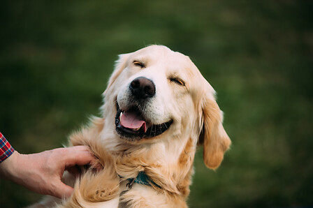 Happy Dog