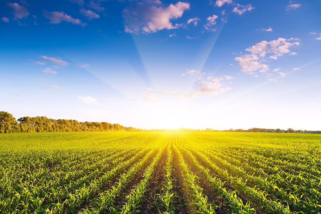 markets-agro-agriculture-plant-protection markets-agro-agriculture-plant-protection