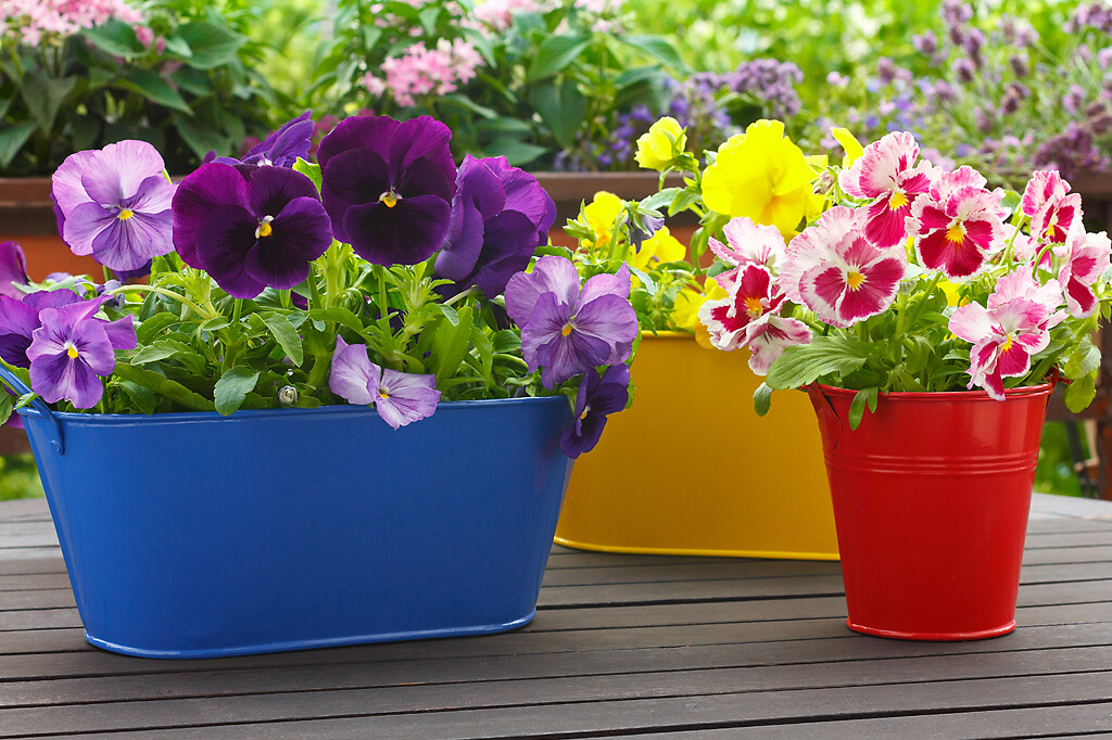 pansy flowers