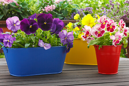 pansy flowers