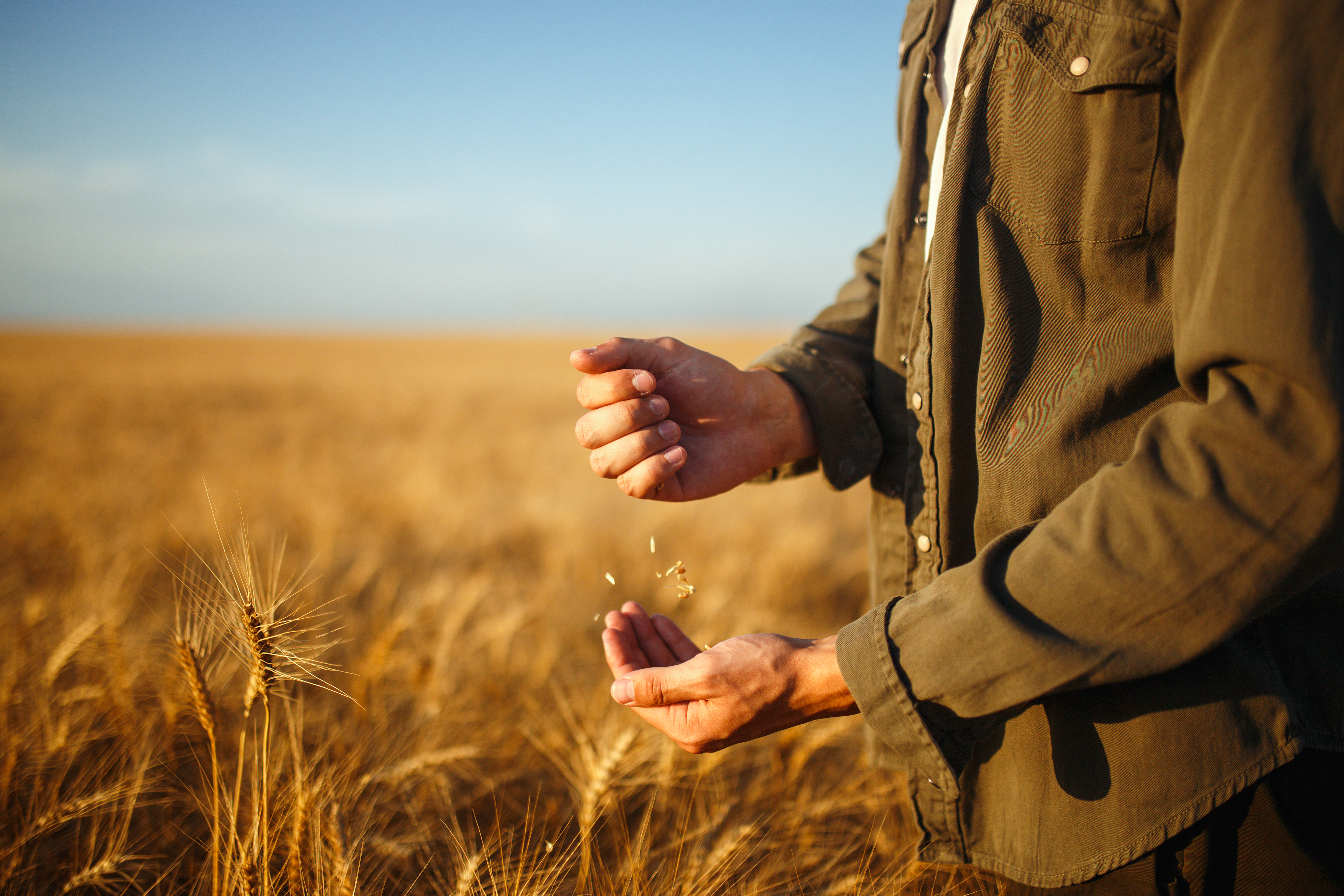 Farmer Walking Through Field Farmer Walking Through Field
