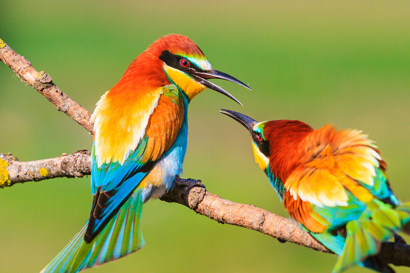 Spring-colored-birds-flirting Spring-colored-birds-flirting