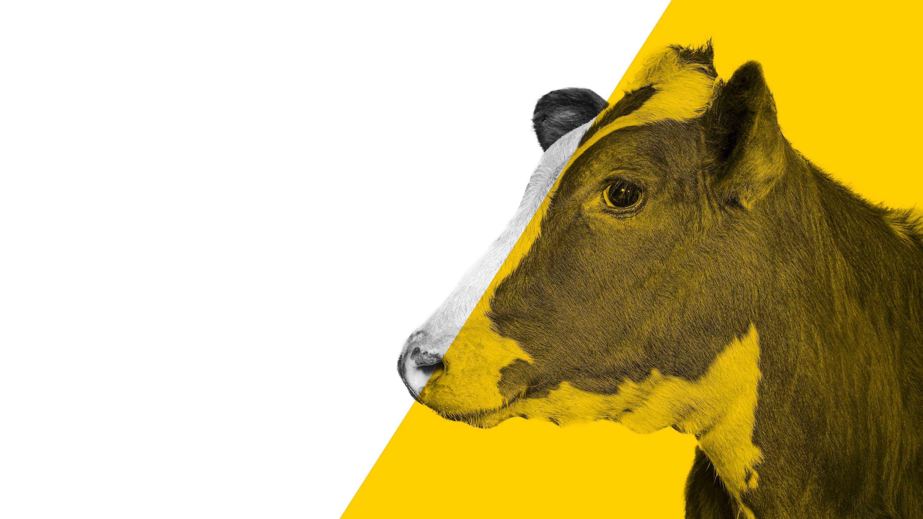 BicarZ for ruminants - sodium bicarbonate for animal nutrition BicarZ for ruminants - sodium bicarbonate for animal nutrition