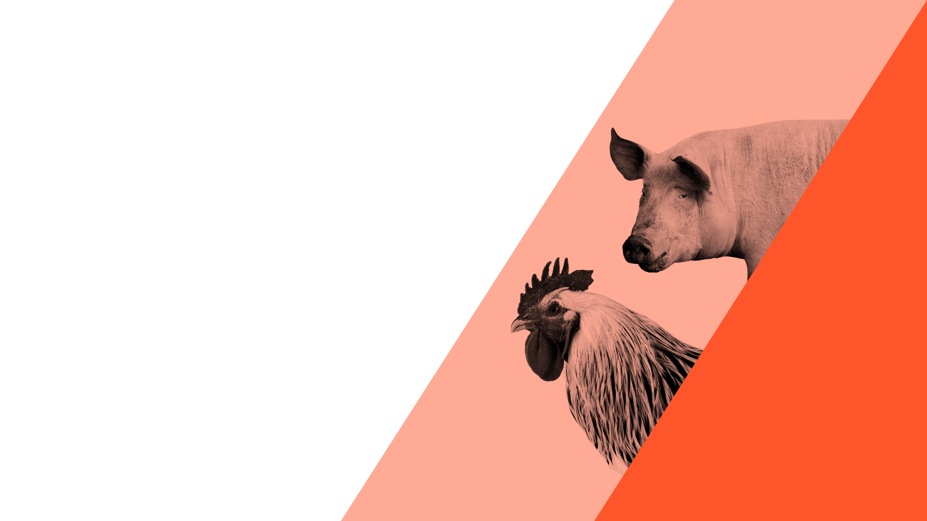 Calculate the Electrolyte Balance EB of poultry and swine-BicarZ Calculate the Electrolyte Balance EB of poultry and swine-BicarZ